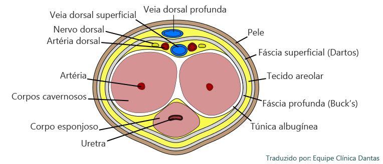 Corte transversal do pênis