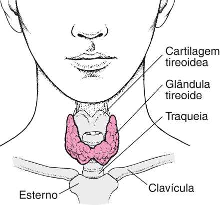 Imagem mostrando a Glândula Tireoide
