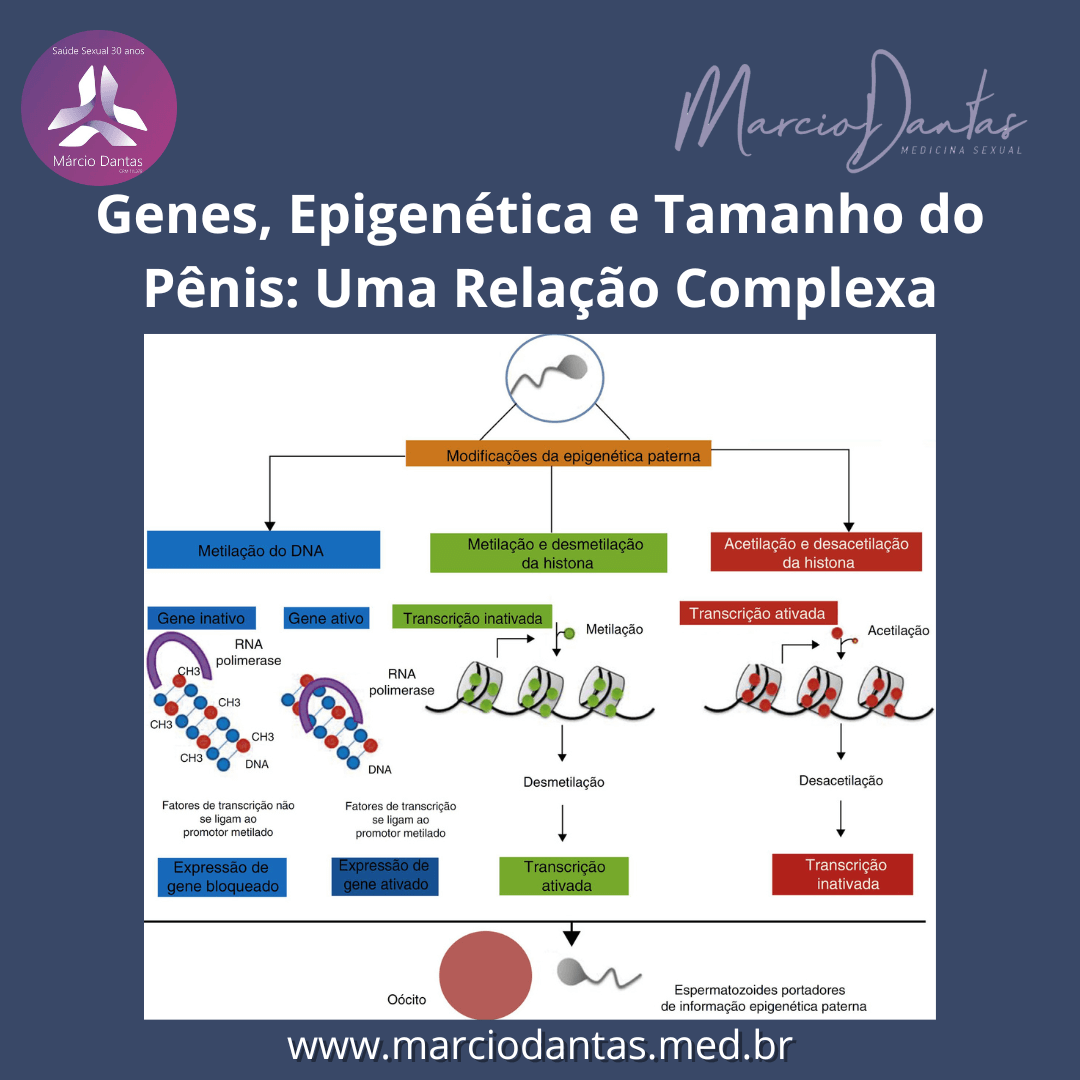 Genes Epigenética e Tamanho do Pênis Uma Relação Complexa blog Dr. Marcio Menezes