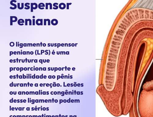 Ligamento Suspensor Peniano